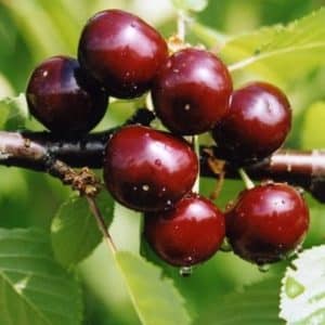 Hybrid of cherries and sweet cherries Miracle Cherry