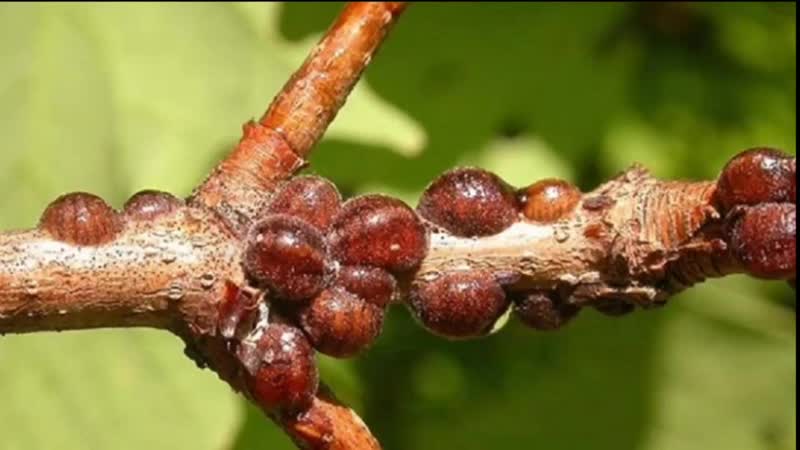 Hybrid of cherries and sweet cherries Miracle Cherry