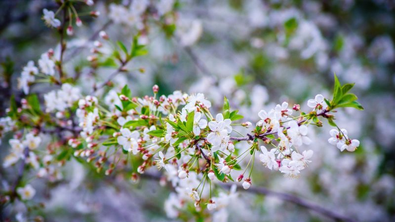 Hybrid of cherries and sweet cherries Miracle Cherry