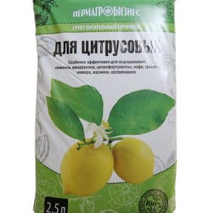 How to plant a lemon - step by step instructions