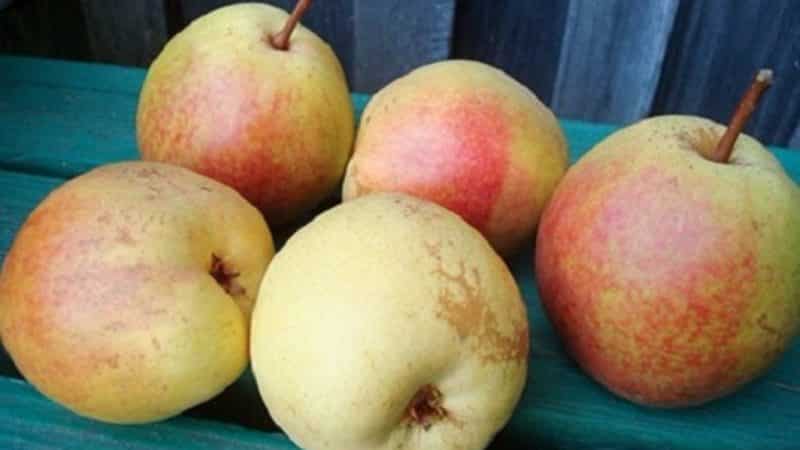 The best summer pear varieties: description and characteristics