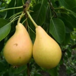 The best summer pear varieties: description and characteristics