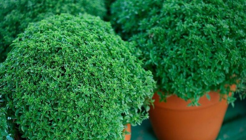 Variety of varieties of basil: description and characteristics of varieties
