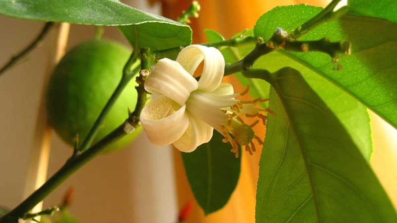 Instructions for caring for Pavlovsk lemon at home