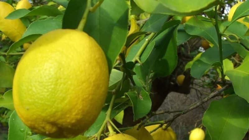 Instructions for caring for Pavlovsk lemon at home