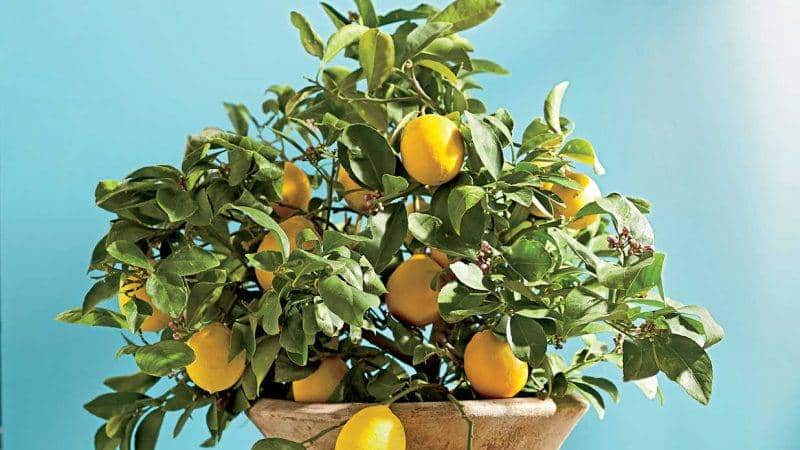 How to properly replant a lemon at home