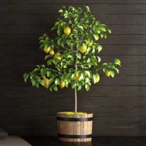 How to properly replant a lemon at home