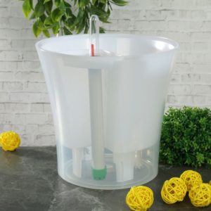 How to properly replant a lemon at home