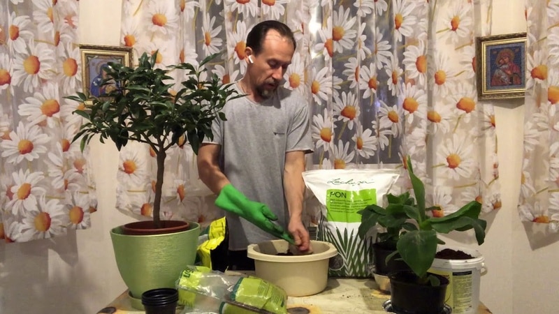 How to properly replant a lemon at home