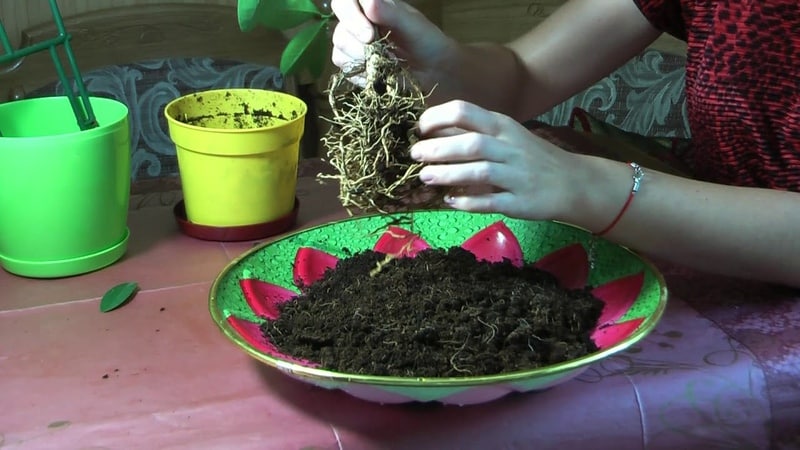 How to properly replant a lemon at home