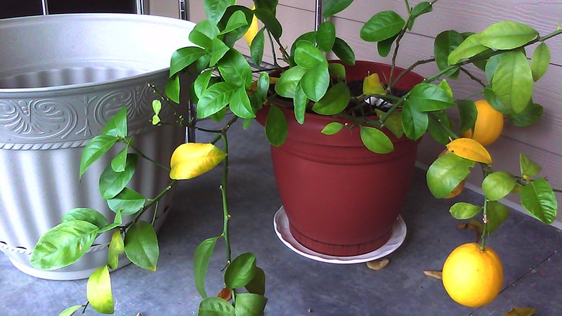 How to properly replant a lemon at home