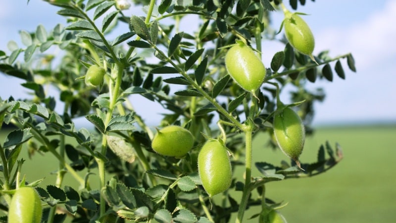 How chickpeas grow in nature and on the site