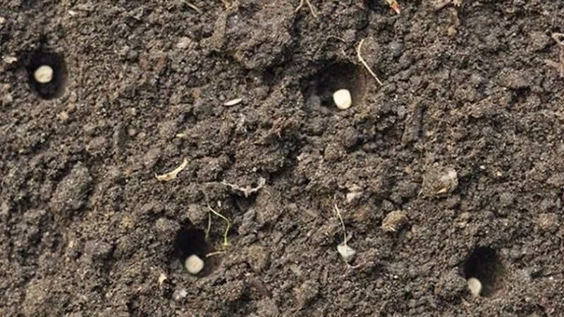 How chickpeas grow in nature and on the site