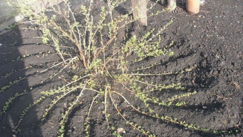 All about planting gooseberries with closed and open root systems