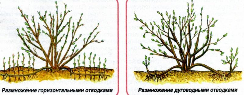 All about planting gooseberries with closed and open root systems