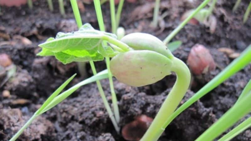 How to grow beans outdoors