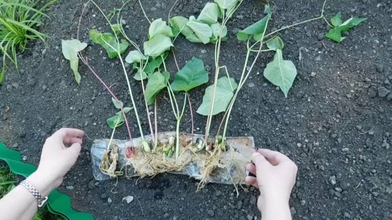 How to grow beans outdoors