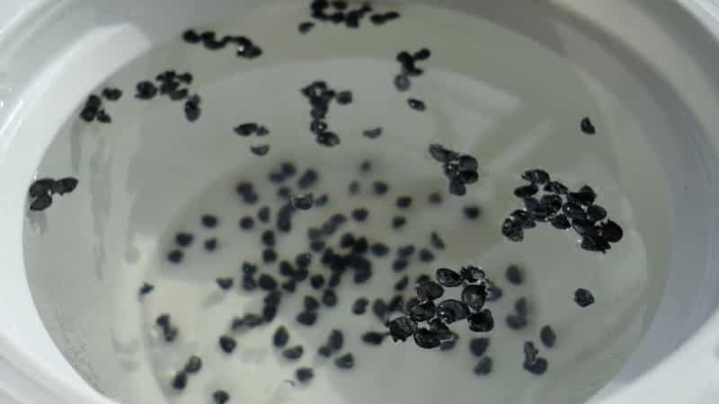 How to grow nigella onions from seeds
