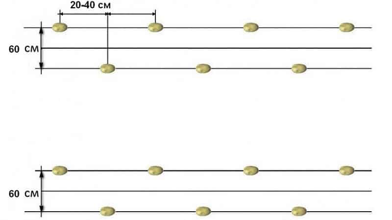 What is the distance between rows when planting potatoes?
