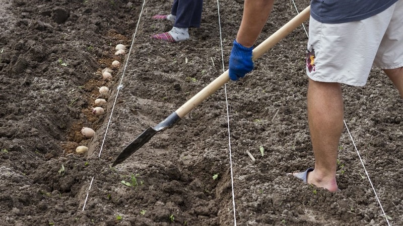 What is the distance between rows when planting potatoes?