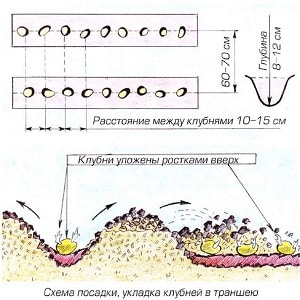 What is the distance between rows when planting potatoes?