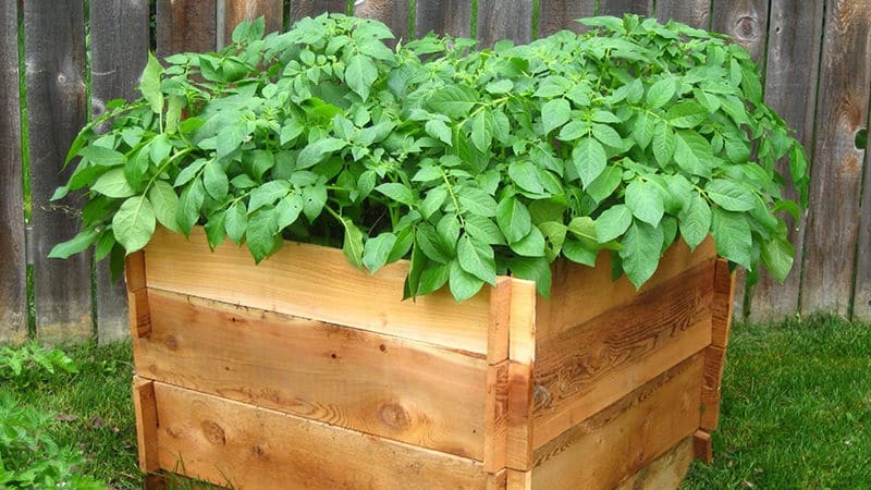 What is the distance between rows when planting potatoes?