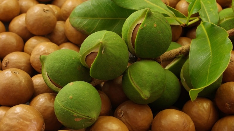 What does macadamia nut taste and smell like, and how to eat it correctly