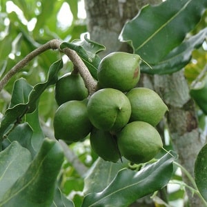 What does macadamia nut taste and smell like, and how to eat it correctly