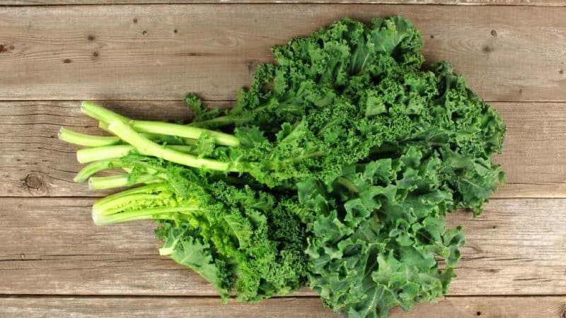 Kale cabbage - what kind of plant is it and what does it look like?