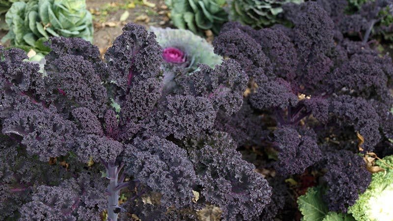 Kale cabbage - what kind of plant is it and what does it look like?