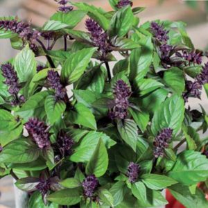 Variety of varieties of basil: description and characteristics of varieties