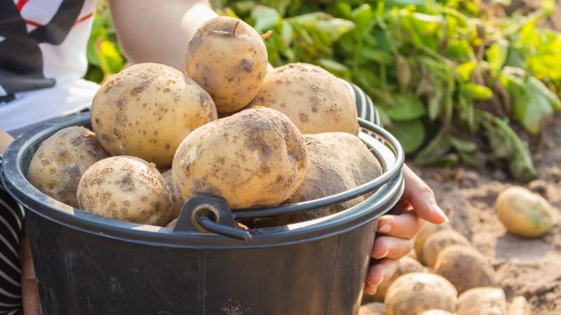 Advantages and disadvantages of growing potatoes using Dutch technology