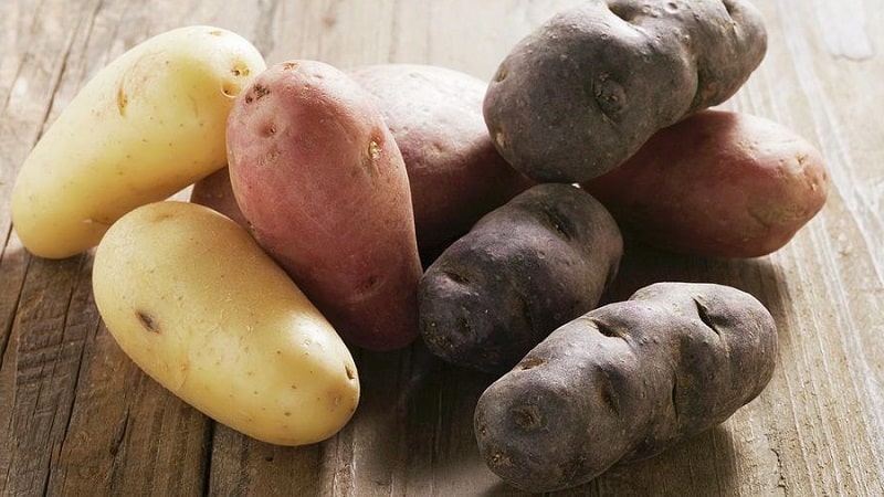 Technology for preparing potatoes for planting
