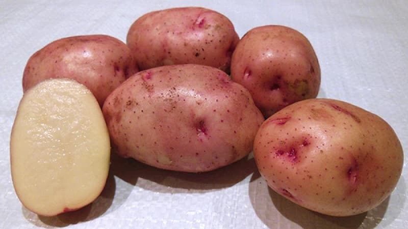 Classification of potatoes by type