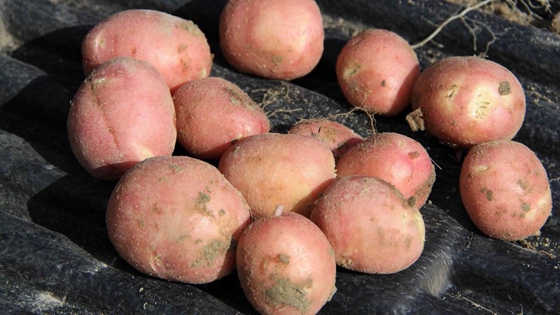 Technology for preparing potatoes for planting