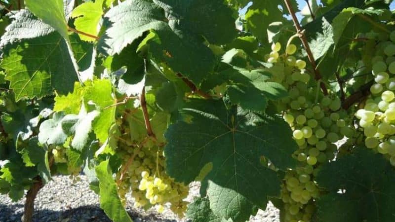 What French and Kuban grape varieties are cognac made from?