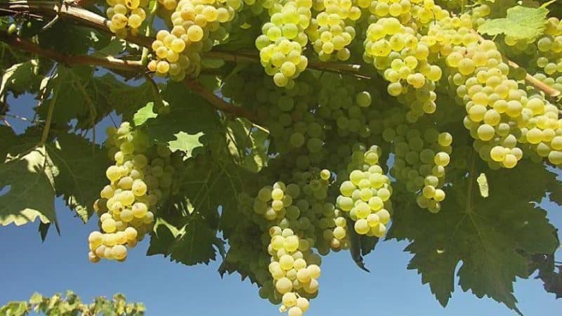 What French and Kuban grape varieties are cognac made from?
