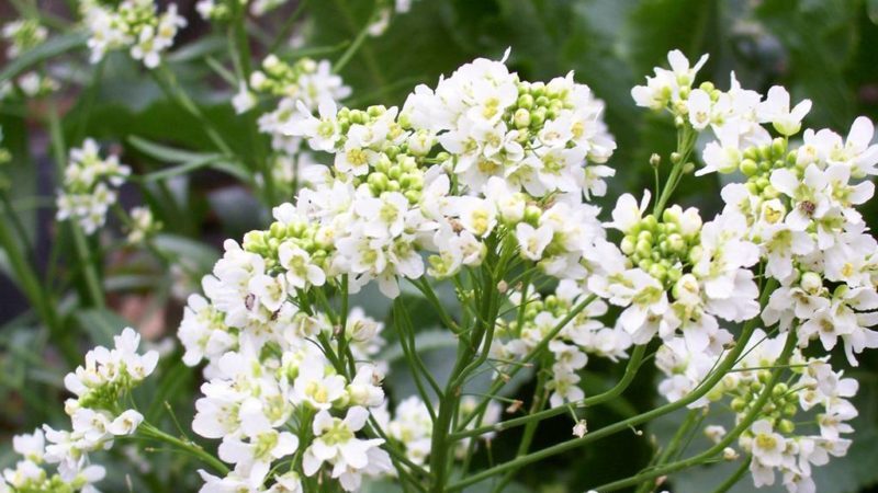 All about horseradish: what it is, what it looks like and blooms, what the root is
