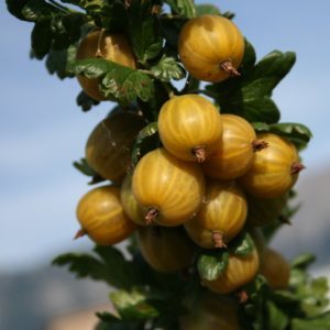 Sweet, frost-resistant gooseberry variety English yellow