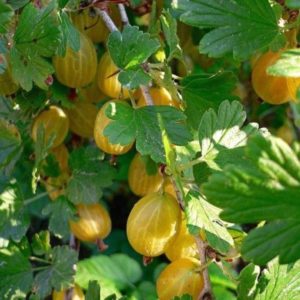 General characteristics and description of hairy gooseberry varieties