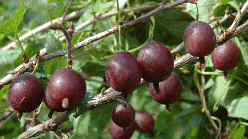 High-yielding, cold-resistant gooseberry variety Olavi (Hinnonmaen Punainen)