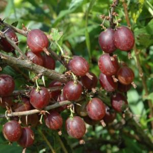 High-yielding, cold-resistant gooseberry variety Olavi (Hinnonmaen Punainen)