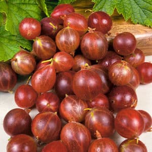 High-yielding, cold-resistant gooseberry variety Olavi (Hinnonmaen Punainen)