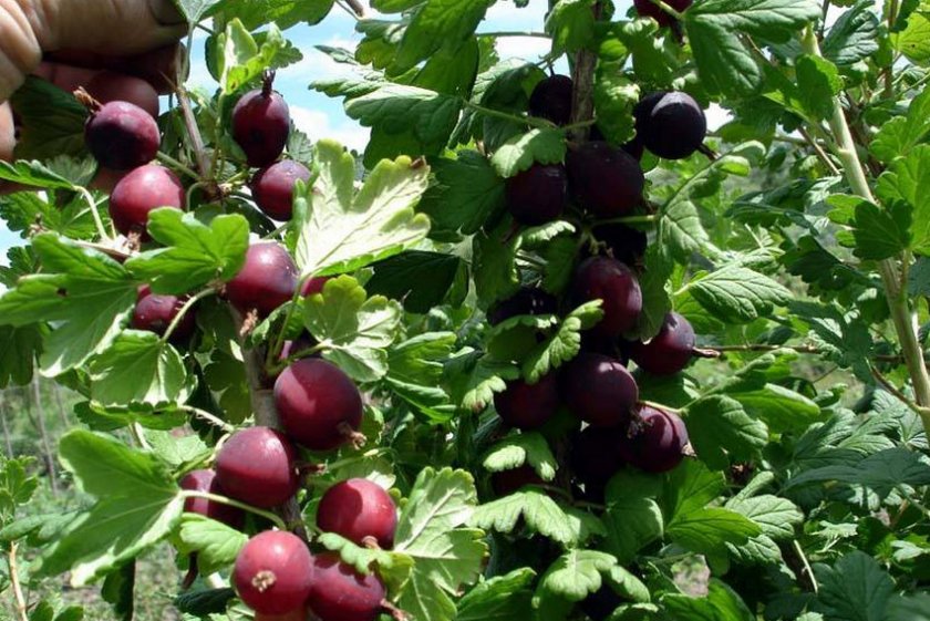 Gooseberry varieties from Belarusian breeders: Ravol, Coral and others