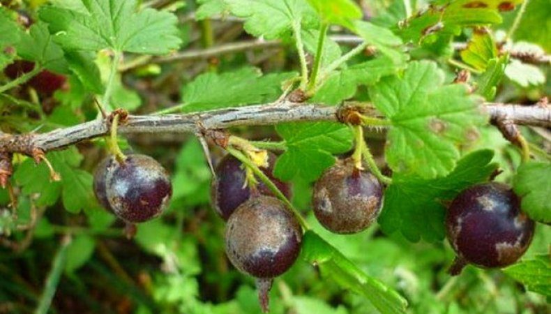 Sweet frost-resistant gooseberry variety Yantarny