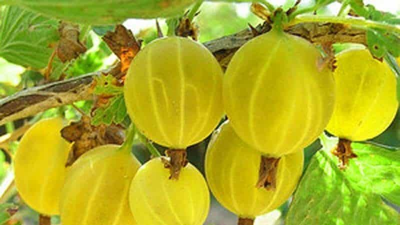 An unpretentious gooseberry variety called Yarovaya - ideal for the most delicious preparations