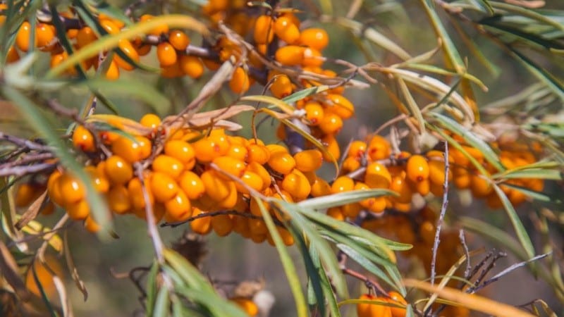 Variety of types and varieties of sea buckthorn