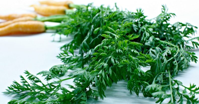 Incredible medicinal properties of carrot tops: recipes and contraindications