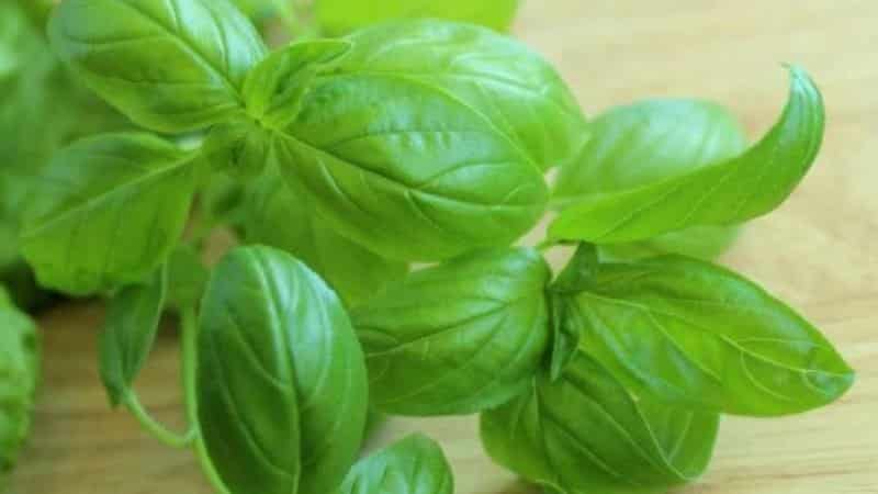 Favorable days and conditions for planting basil