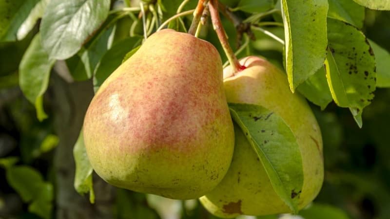 The best summer pear varieties: description and characteristics